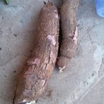 Cassava